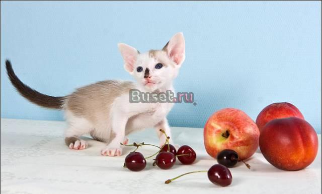 Сиамские котята с золотым характером и родословной Москва