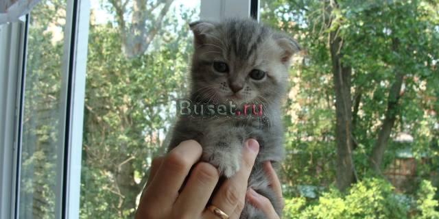 Плюшевые мишки Павловский Посад