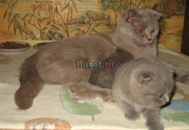 Шотландские котята Москва