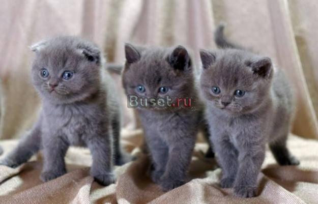 Шотландские котята Москва