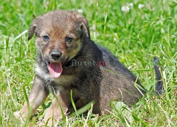 Щенок в дар. Дарси, 1,5 месяца Москва