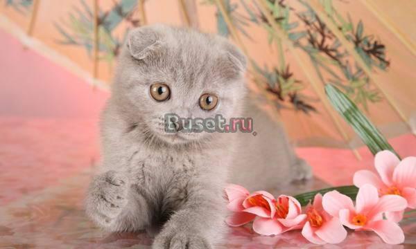 Скоттиш-фолд шикарная лиловая девочка Санкт-Петербург