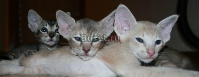 Восточные котята Черкесск