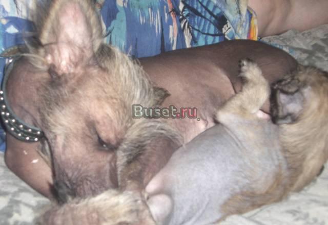 Спеши приобрести себе друга Москва