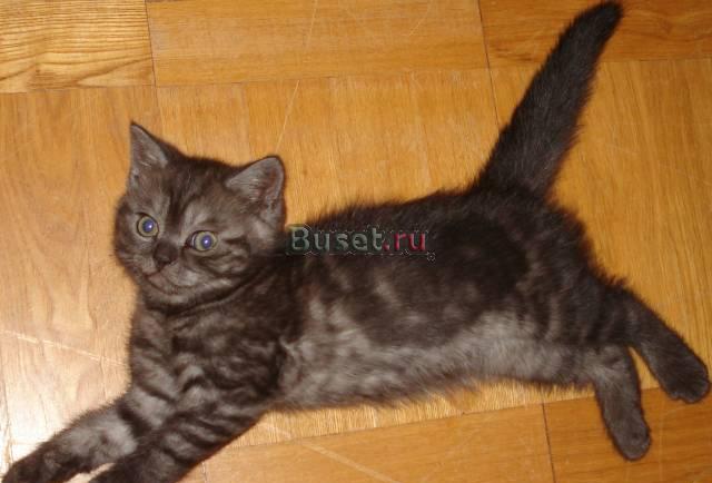 Котёнок шоу-класса Москва