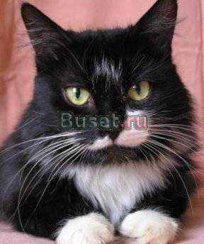 Мэри  кошечка, черная с белыми лапками, грудкой Москва