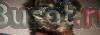 Щенки йоркширских терьеров Москва