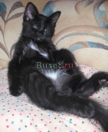 Чёрный котёнок Санкт-Петербург