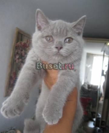 Продажа элитных котят Санкт-Петербург