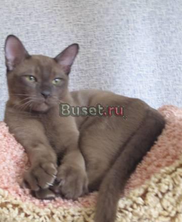 Бурманский   котенок Москва