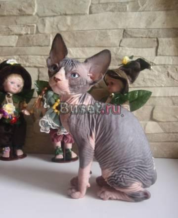 Малыши породы канадский сфинкс Барнаул