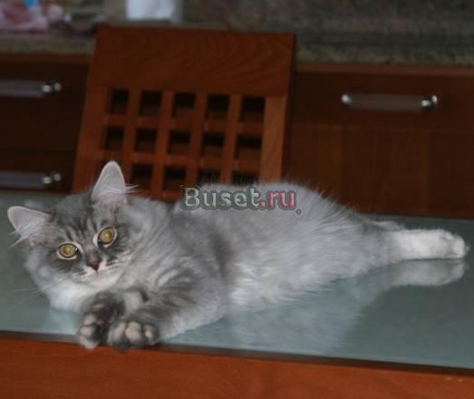 Длинношерстный британский котик (клубный) Санкт-Петербург