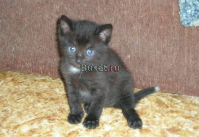 Отдам котят Люберцы