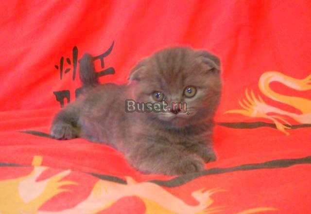 Продам шотландских плюшевых котят Нижний Тагил
