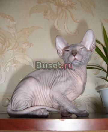 Котята Донского Сфинкса Ижевск
