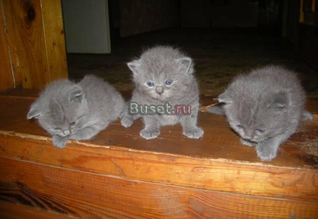 Британские голубые котята(вислоухие и прямоухие) Москва