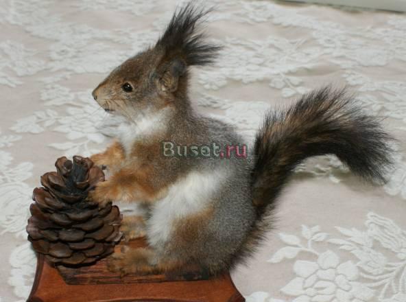 Чучело белки Москва