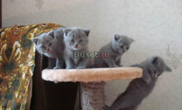 Британские котята Москва
