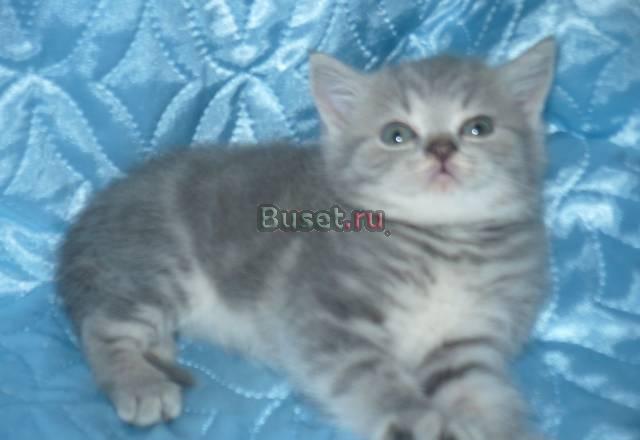 Шикарный котенок,дешево-летняя цена. мальчик Москва
