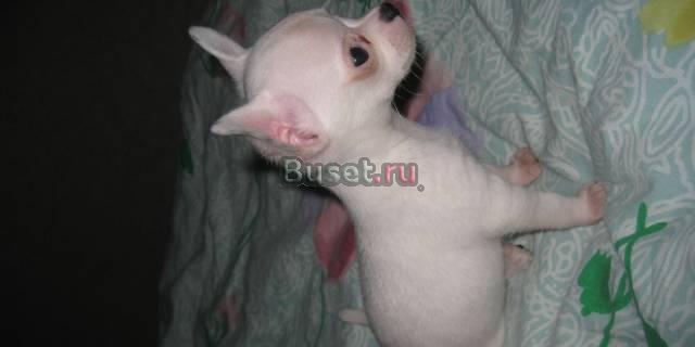 Мини мальчик Москва
