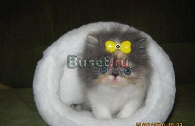 Персидская и экзотическая кошечки Тула