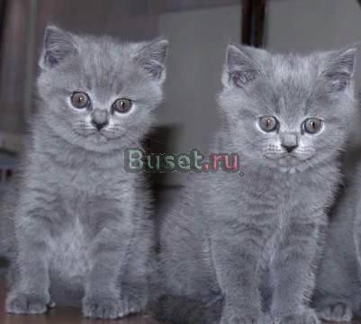 Скоттиши коты 2,5мес-голубого окраса Москва