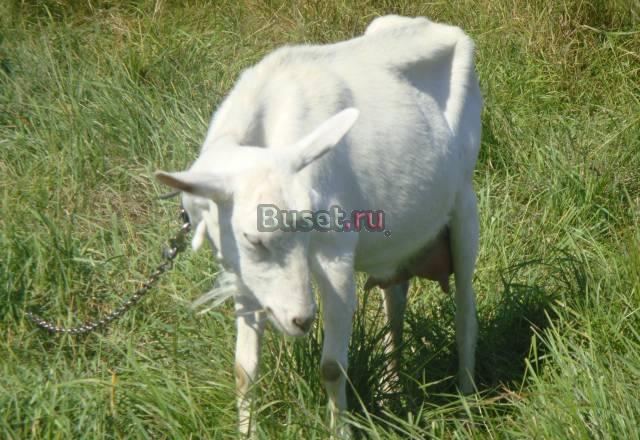 Продаются зааненские козы Старица