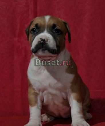 Американский стаффордширский терьер Ижевск