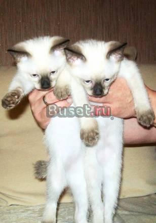 Продам котят Ростов-на-Дону