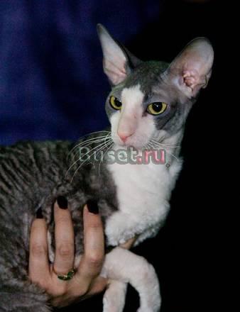 Корниш-рекс, молодой котик Москва