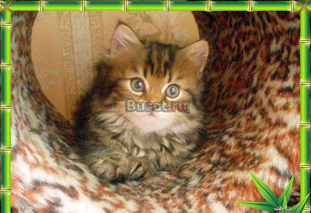 Шотландские котята,разного окраса Москва