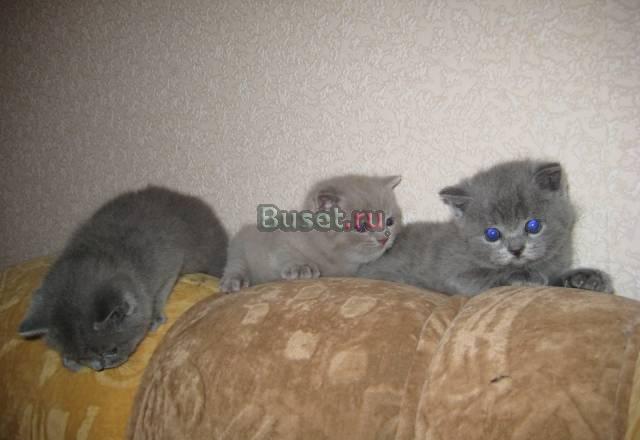 Чистокровные Бриташки Рязань