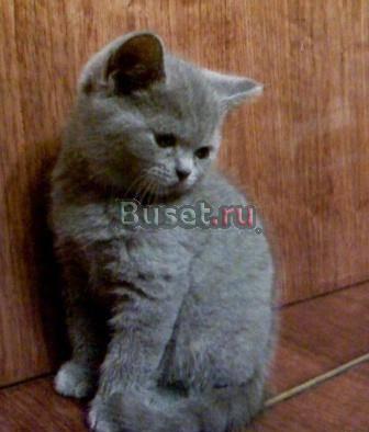 Котята 2 мес недорого приучены к лотку Москва