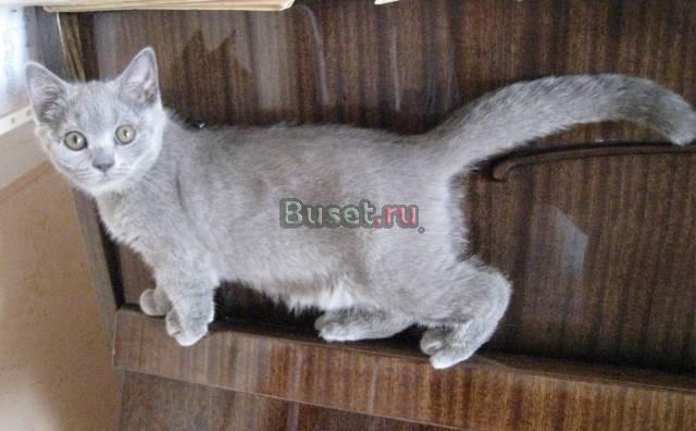 Шотландские  голубые котята Москва