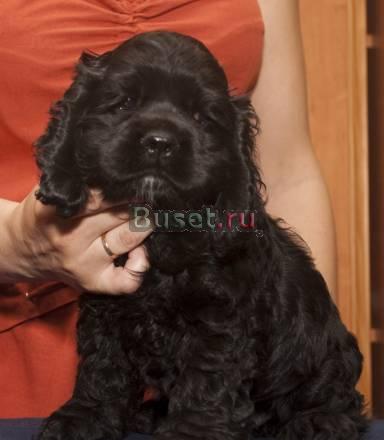 Американского кокер спаниеля щенки Воронеж