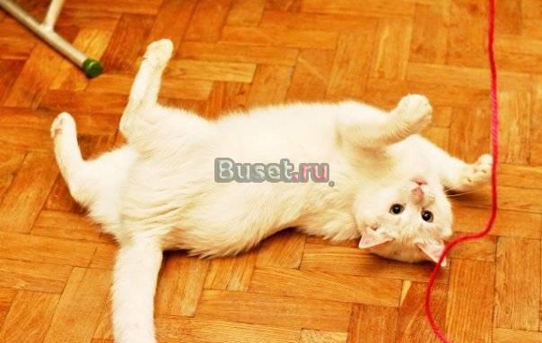 Белоснежный котик Семми замечательный и ласковый Санкт-Петербург