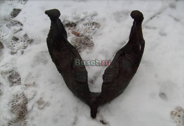 Нижняя челюсть мамонта Шатрово