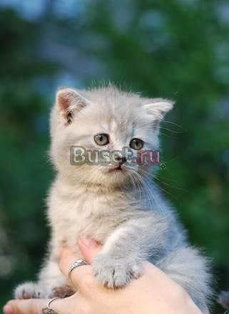 Плюшевая британская кошечка Нижний Новгород