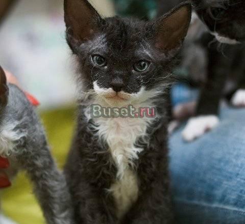 Донской сфинкс котёнок девочка Москва