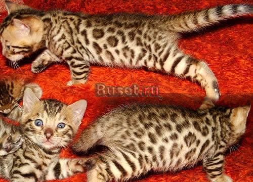 Бенгальские котята Краснодар