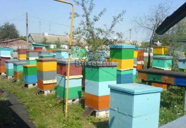 Мед 2010 разнотравие 200р.кг Мордово