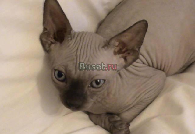 Котята Канадского сфинкса Москва