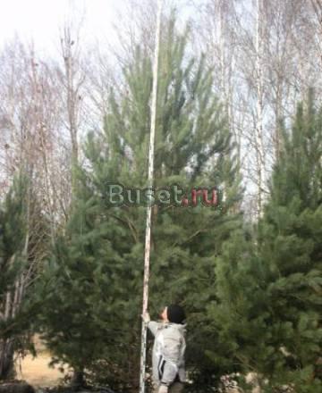 Сосна,ель с комамы Москва