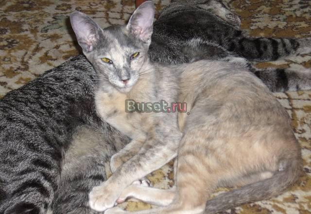 Ориентальные котята черепахового окраса Москва