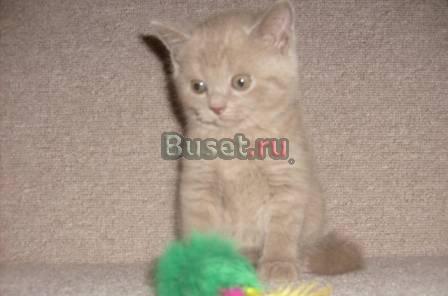 Шотландские котятаСтрайты,плюшевое счастье Москва