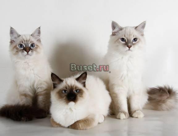 Продажа невских маскарадных котят, Вland Вeast Москва