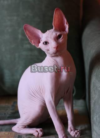 Котята - канадский сфинкс Москва