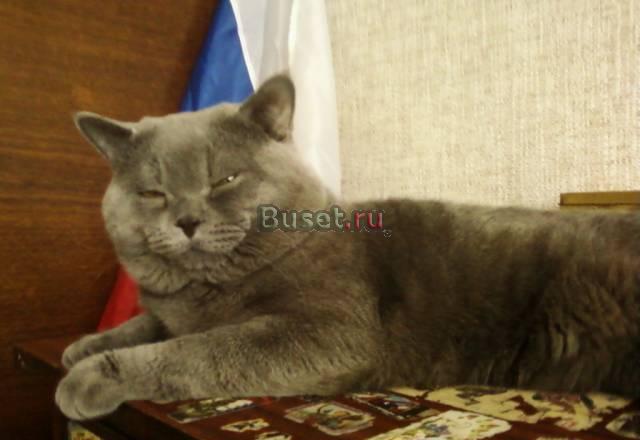 Кот на вязку Челябинск