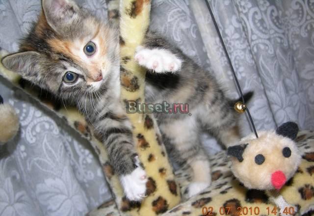 Черепаховый котёнок ищет дом Москва