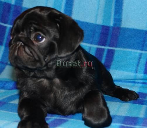 Мопс-кобель Москва